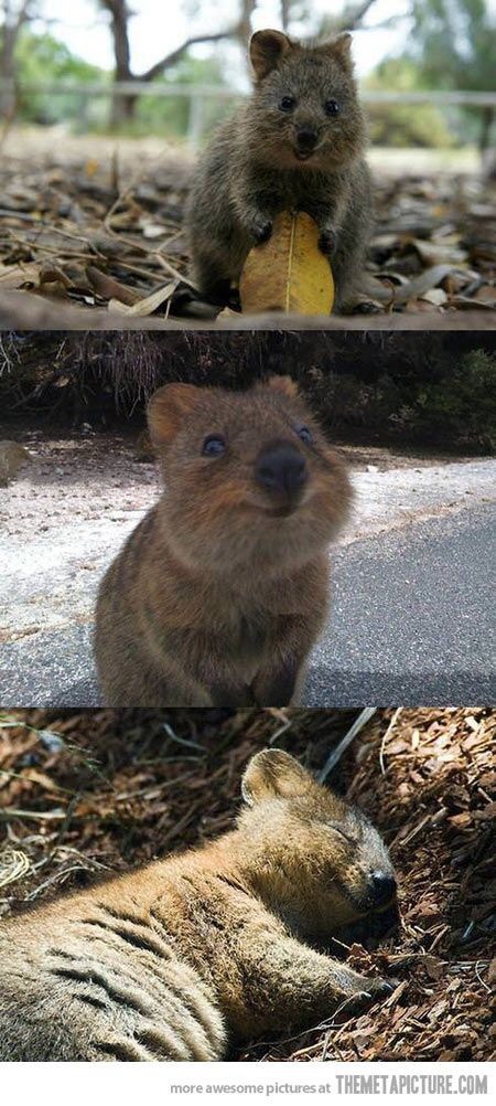 This is a Quokka and I'm pretty sure it is the cutest thing on the planet